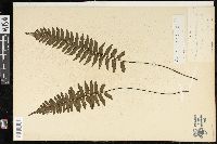 Adiantum obliquum image