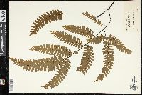 Adiantum polyphyllum image