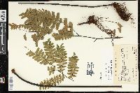 Adiantum polyphyllum image