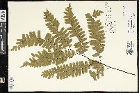 Adiantum polyphyllum image