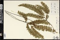 Adiantum tenerum image