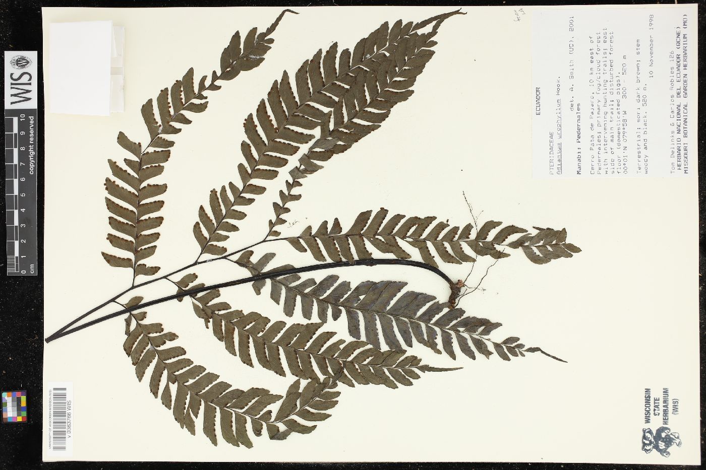 Adiantum urophyllum image