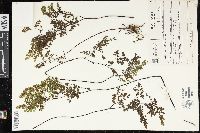 Adiantum raddianum image