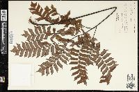 Adiantum trapeziforme image