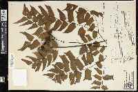 Adiantum trapeziforme image