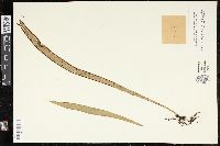Ananthacorus angustifolius image