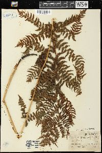 Dryopteris arguta image