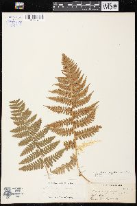 Dryopteris arguta image