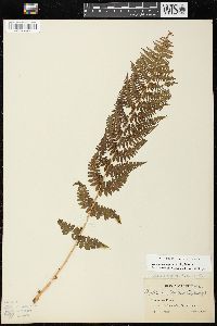 Dryopteris arguta image