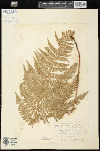 Dryopteris arguta image