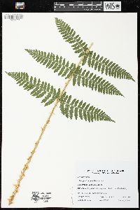 Dryopteris arguta image