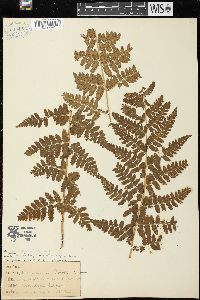 Dryopteris × boottii image