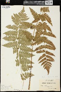 Dryopteris × boottii image