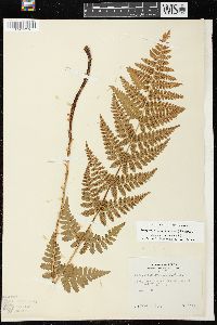 Dryopteris × boottii image