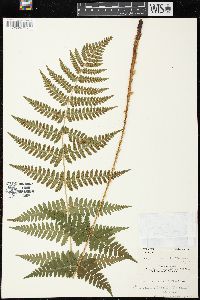 Dryopteris × boottii image