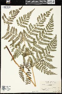 Dryopteris campyloptera image