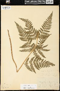 Dryopteris campyloptera image