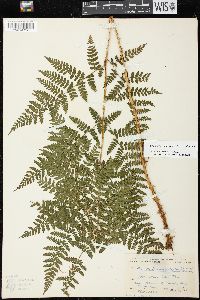 Dryopteris campyloptera image