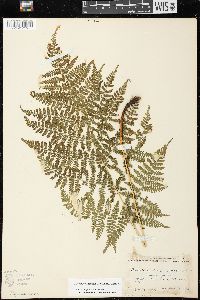 Dryopteris campyloptera image