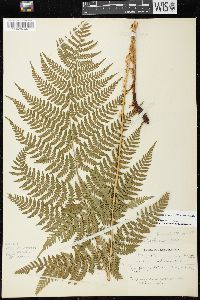 Dryopteris campyloptera image