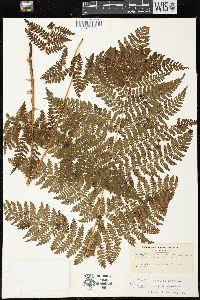 Dryopteris campyloptera image