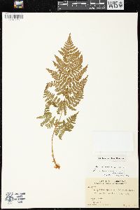 Dryopteris campyloptera image