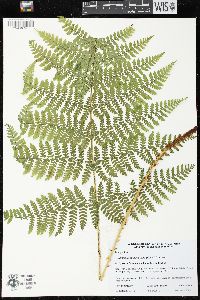 Dryopteris campyloptera image