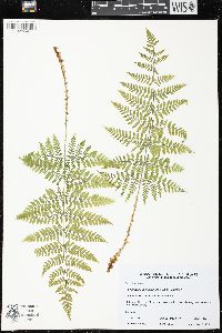 Dryopteris campyloptera image