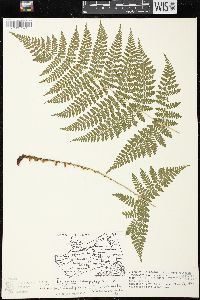 Dryopteris campyloptera image