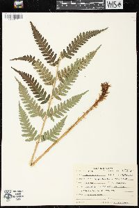 Dryopteris celsa image