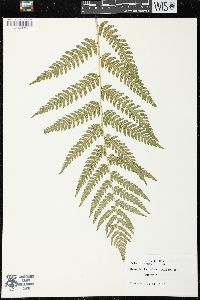 Dryopteris celsa image