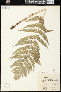 Dryopteris celsa image