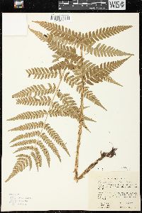 Dryopteris celsa image