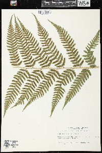 Dryopteris celsa image