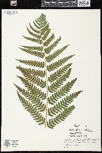 Dryopteris celsa image