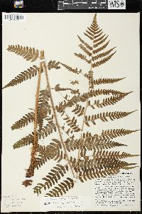 Dryopteris celsa image