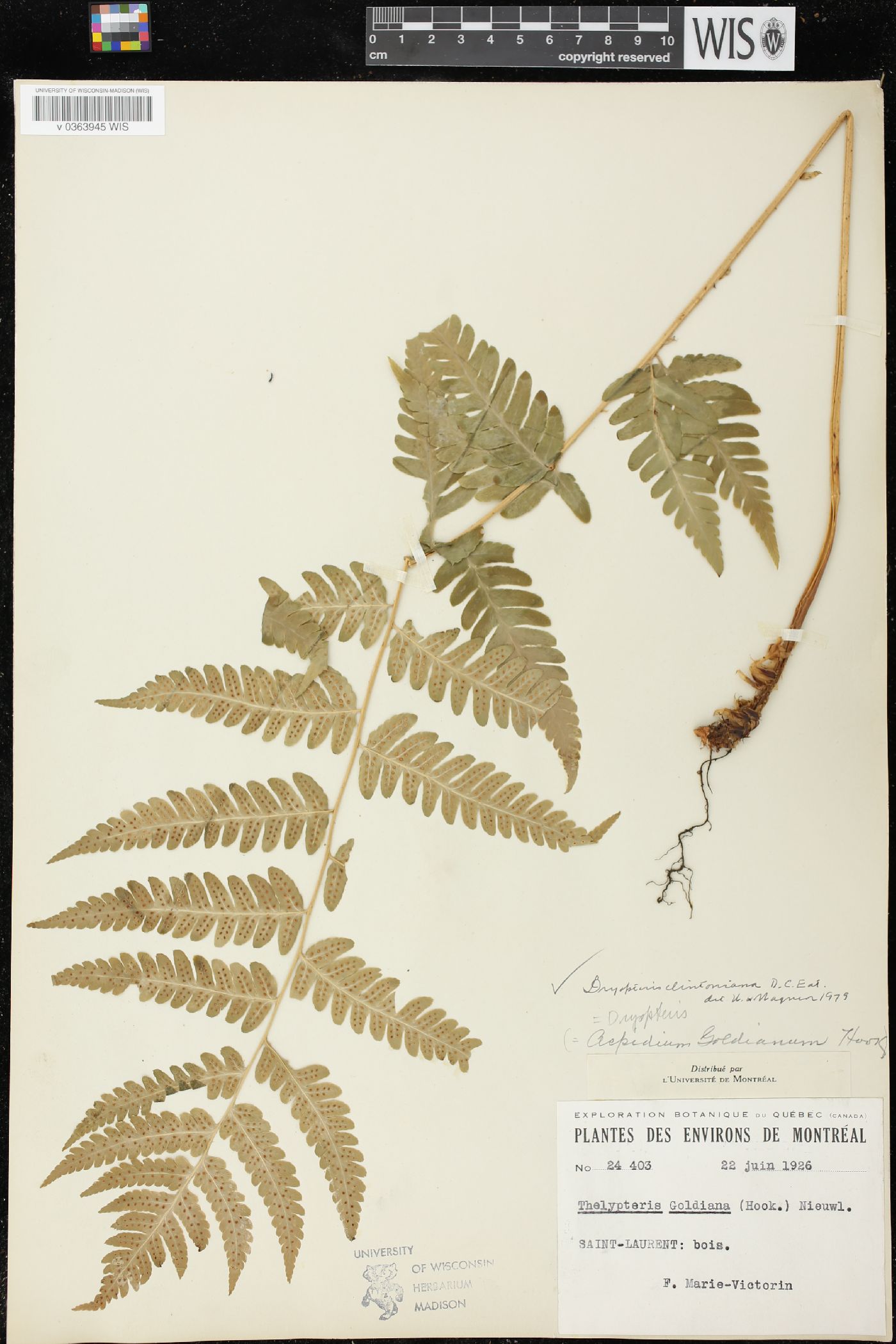 Dryopteris clintoniana image