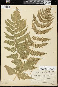 Dryopteris clintoniana image