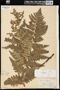 Dryopteris clintoniana image