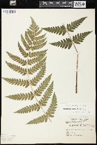 Dryopteris clintoniana image