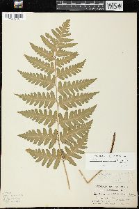 Dryopteris clintoniana image