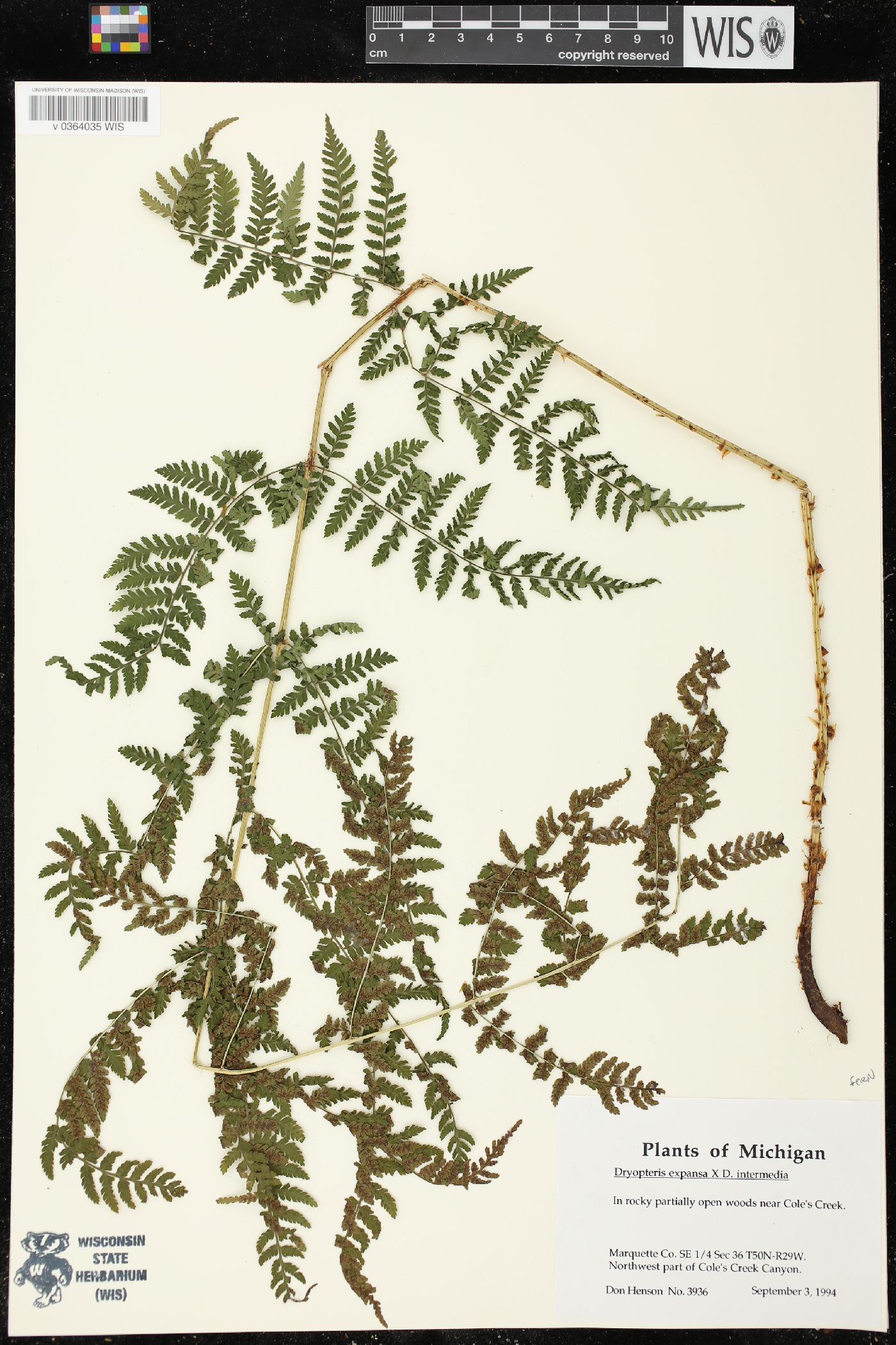 Dryopteris expansa image