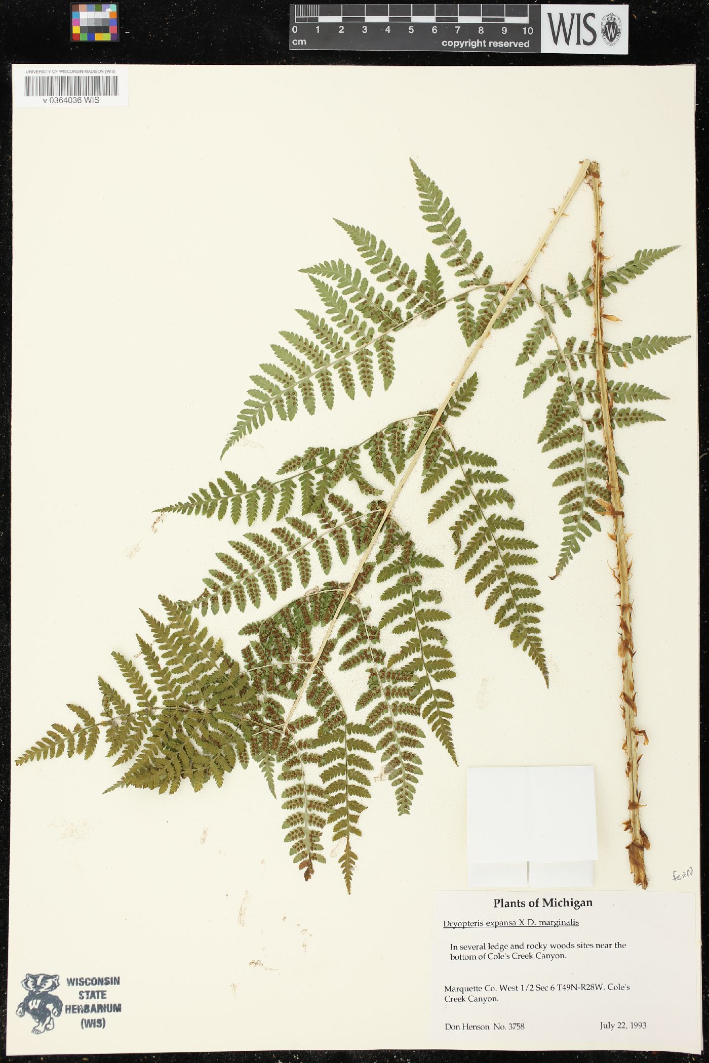 Dryopteris expansa image