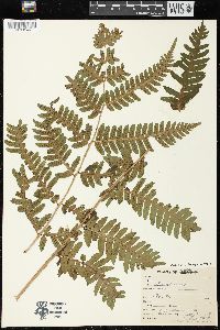 Dryopteris goldieana image