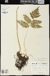 Dryopteris goldieana image