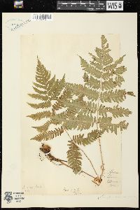 Dryopteris goldieana image