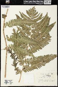 Dryopteris goldieana image