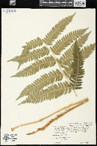 Dryopteris goldieana image