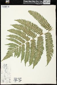 Dryopteris goldieana image