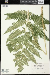 Dryopteris goldieana image